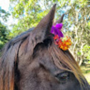 Meet your Posher, Julia